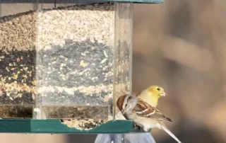 Oiseaux assis près d'une mangeoire