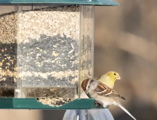 Le bien-être des oiseaux sauvages : Quand est-il nécessaire de les nourrir?