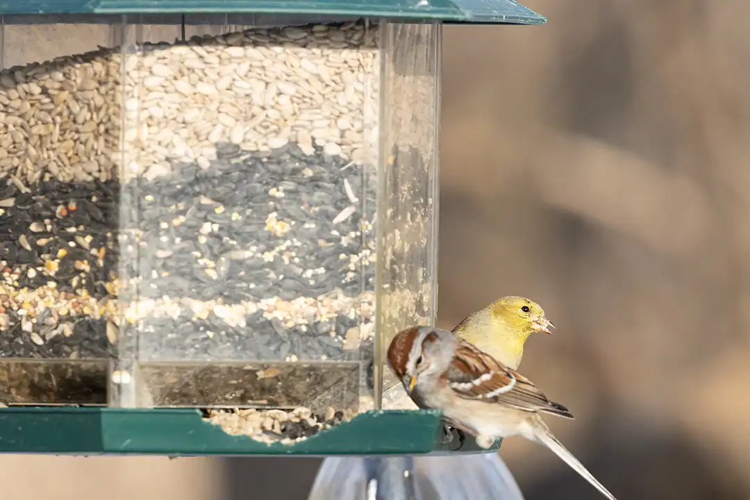 Oiseaux assis près d'une mangeoire