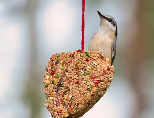 Guide pratique pour créer des boules de graines pour nourrir les oiseaux sauvages