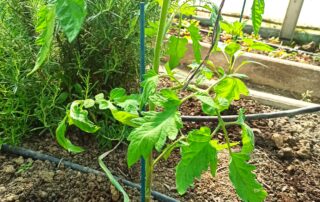 Découvrez ma technique pour la plantation des tomates dans mon article de blog jardin