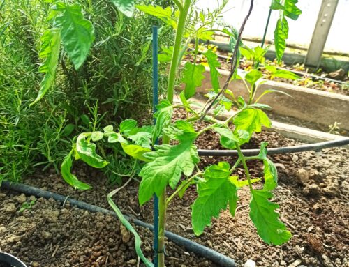 Le Guide de la Plantation des Tomates : Cultivez vos Propres Délices de l’Été
