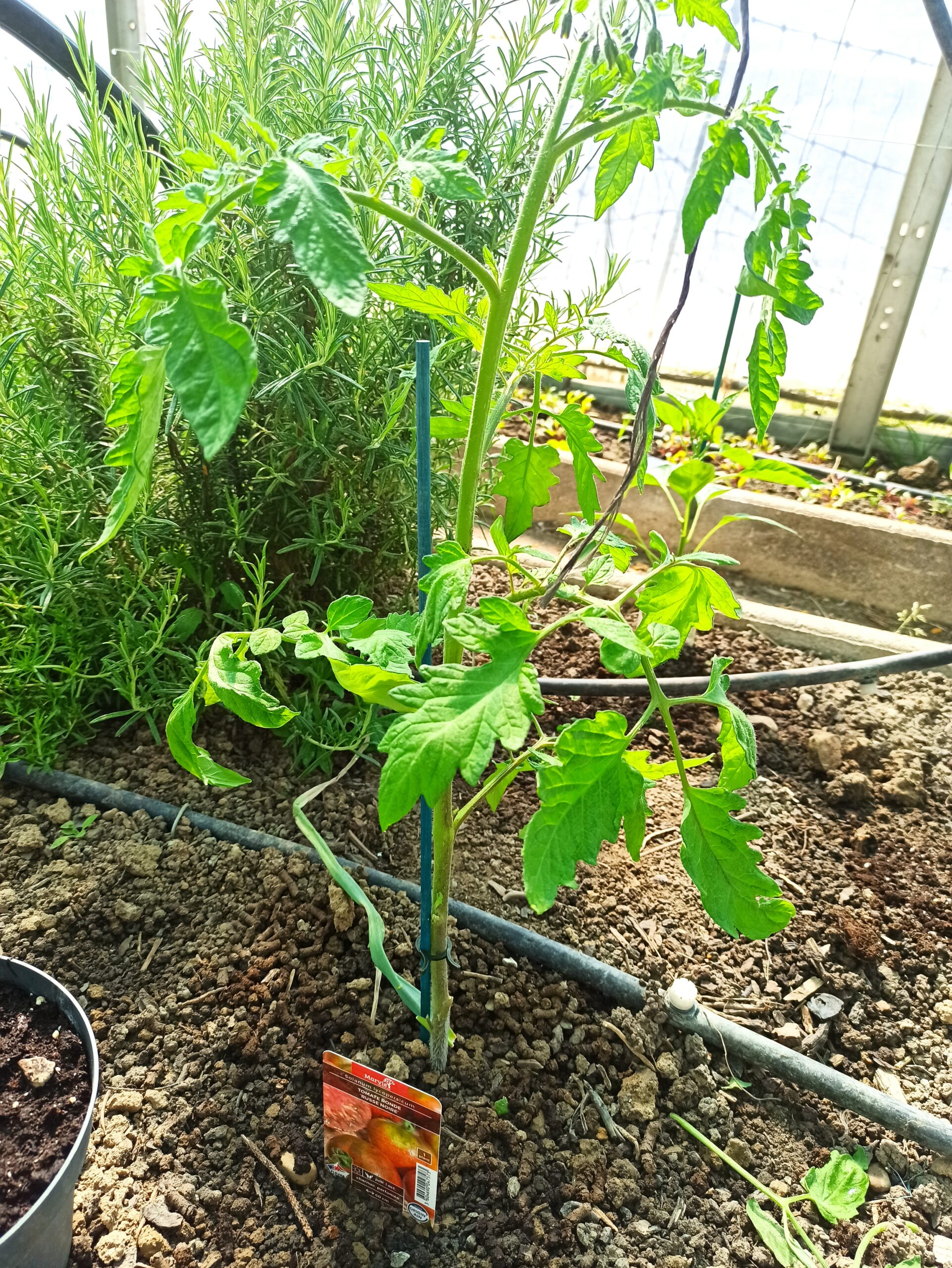Découvrez ma technique pour la plantation des tomates dans mon article de blog jardin